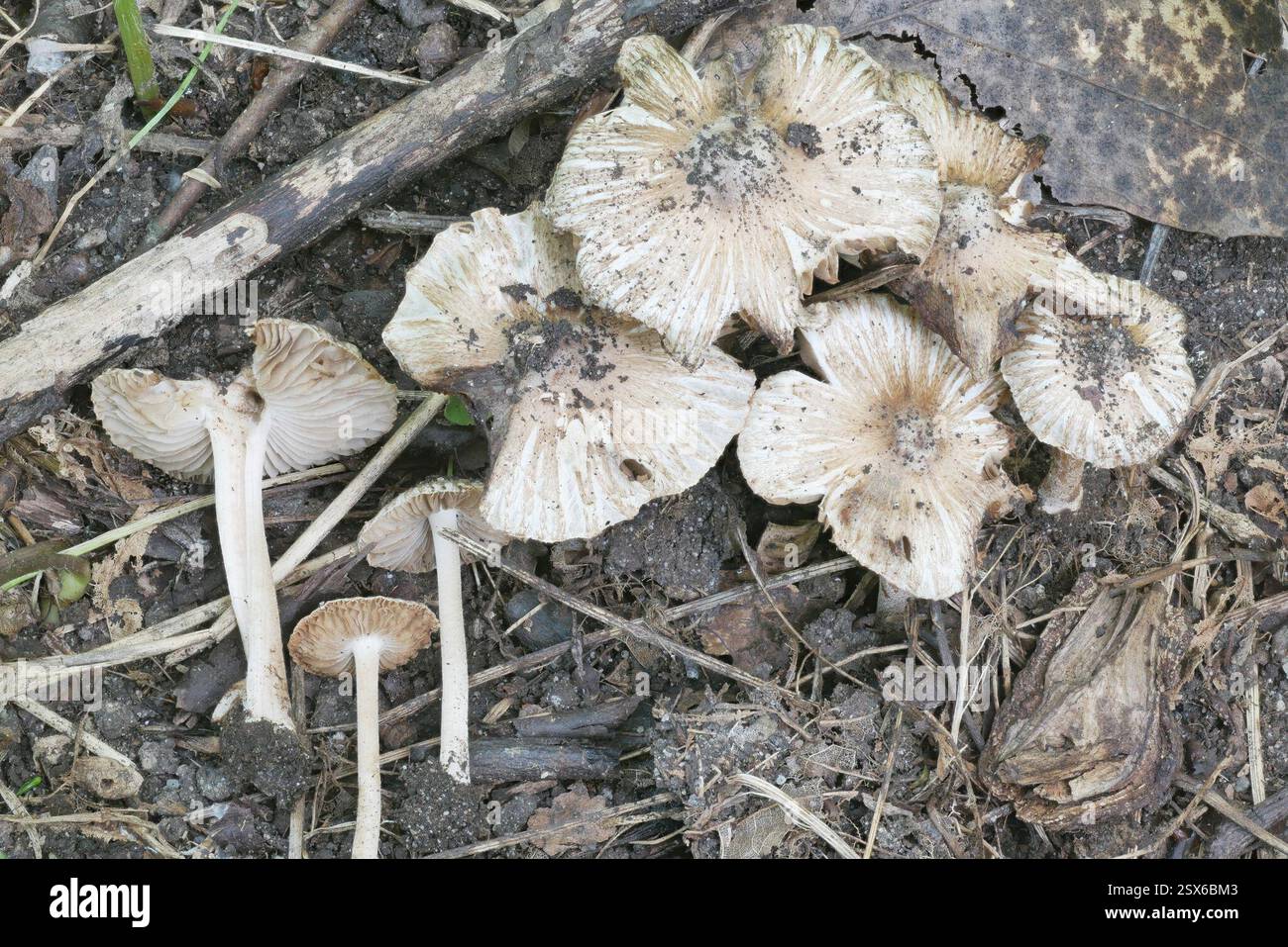 Fibercaps and Allies (Inocybaceae), funghi, Richland Township, PA, USA, betulla nera, pioppo di tulipani, magnolia al cetriolo, quercia, ciliegia nera, elm, hickory Foto Stock