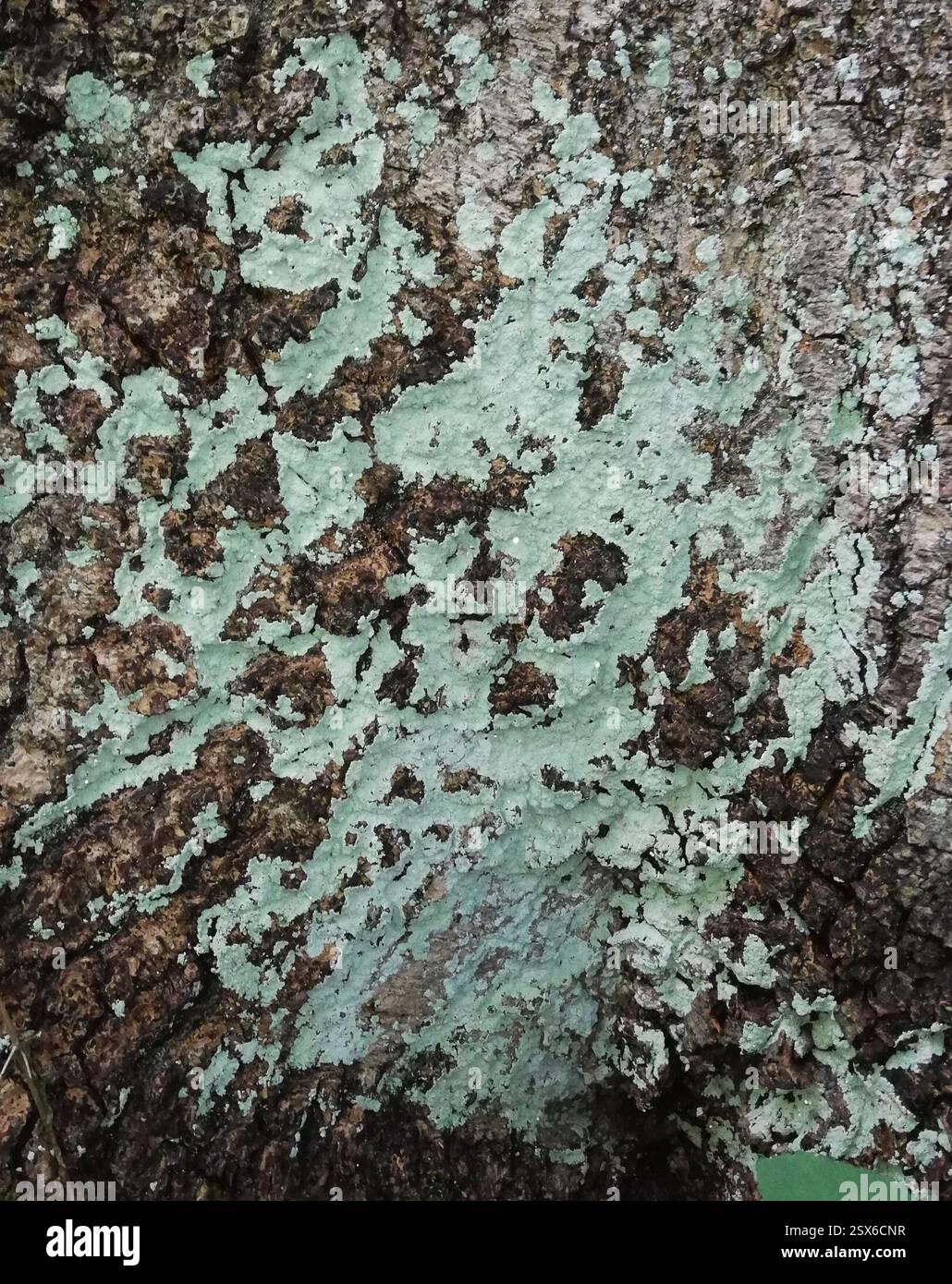 Ascomycetes superiore (Pezizomycotina), funghi, Ballenstedt, Germania, sulla corteccia di un Fraxinus excelsior di dimensioni decenthe, più sui pezzi di corteccia angolati verso il basso. Forse dal deflusso. Pioveva 3 o 4 ore prima, ancora un po' umido Foto Stock