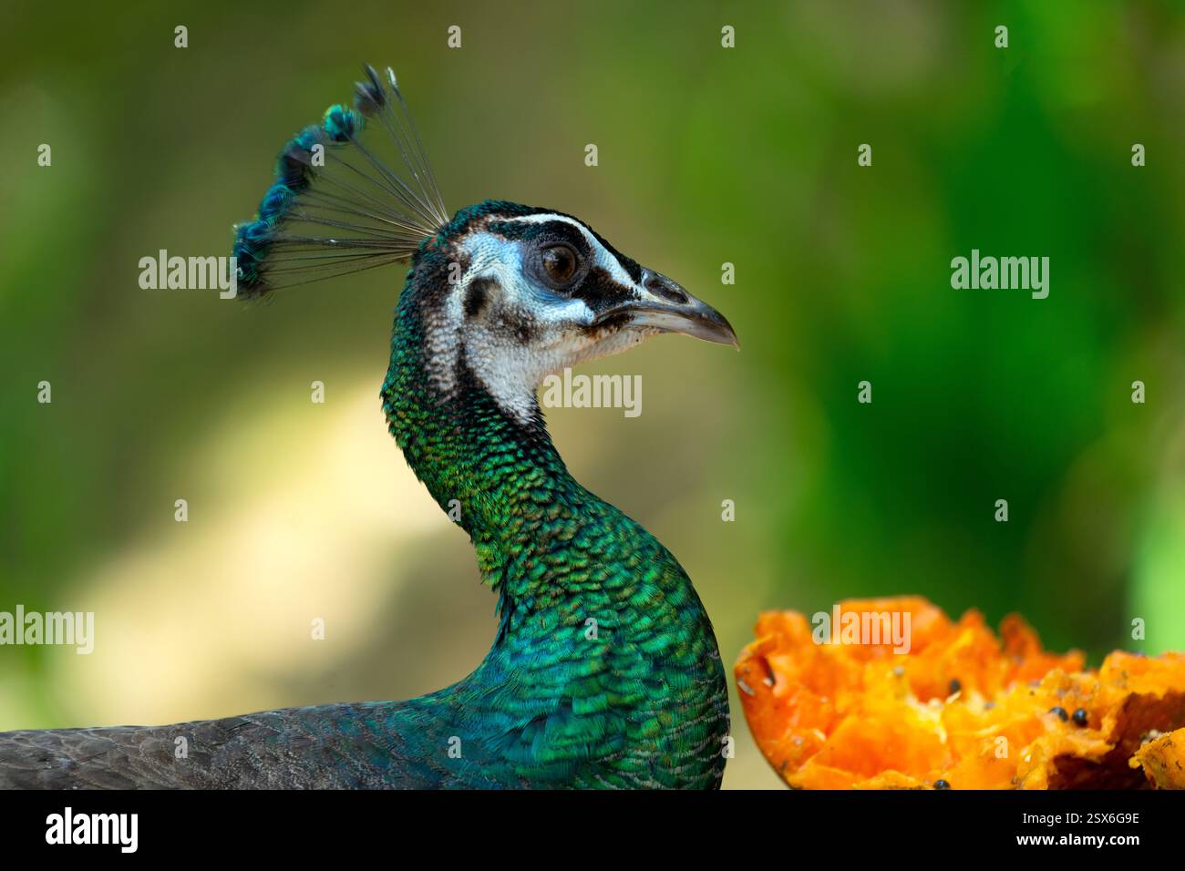 Gli uccelli maschi sono indicati come pavoni, mentre quelli femmine sono indicati come peahens. Foto Stock