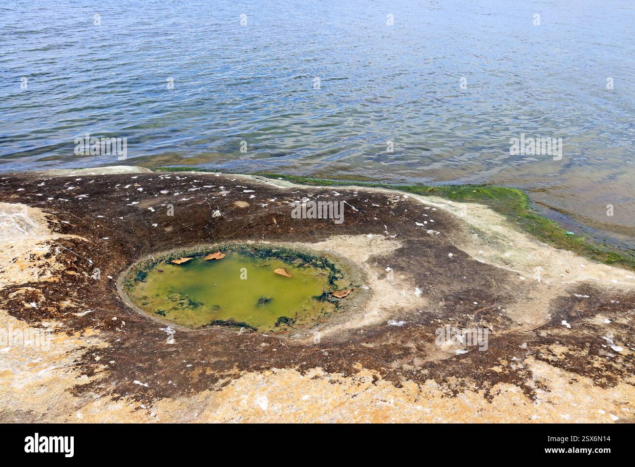 Pozzanghere di acqua salata su una roccia vicino alla spiaggia. Foto Stock