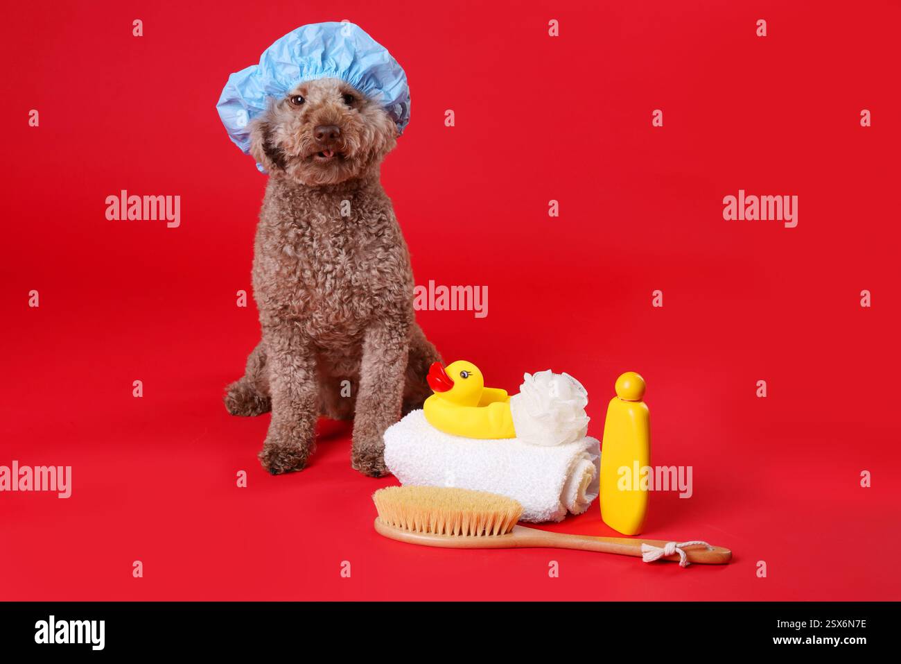 Cane carino con cuffia da doccia e altri accessori da bagno su sfondo rosso Foto Stock