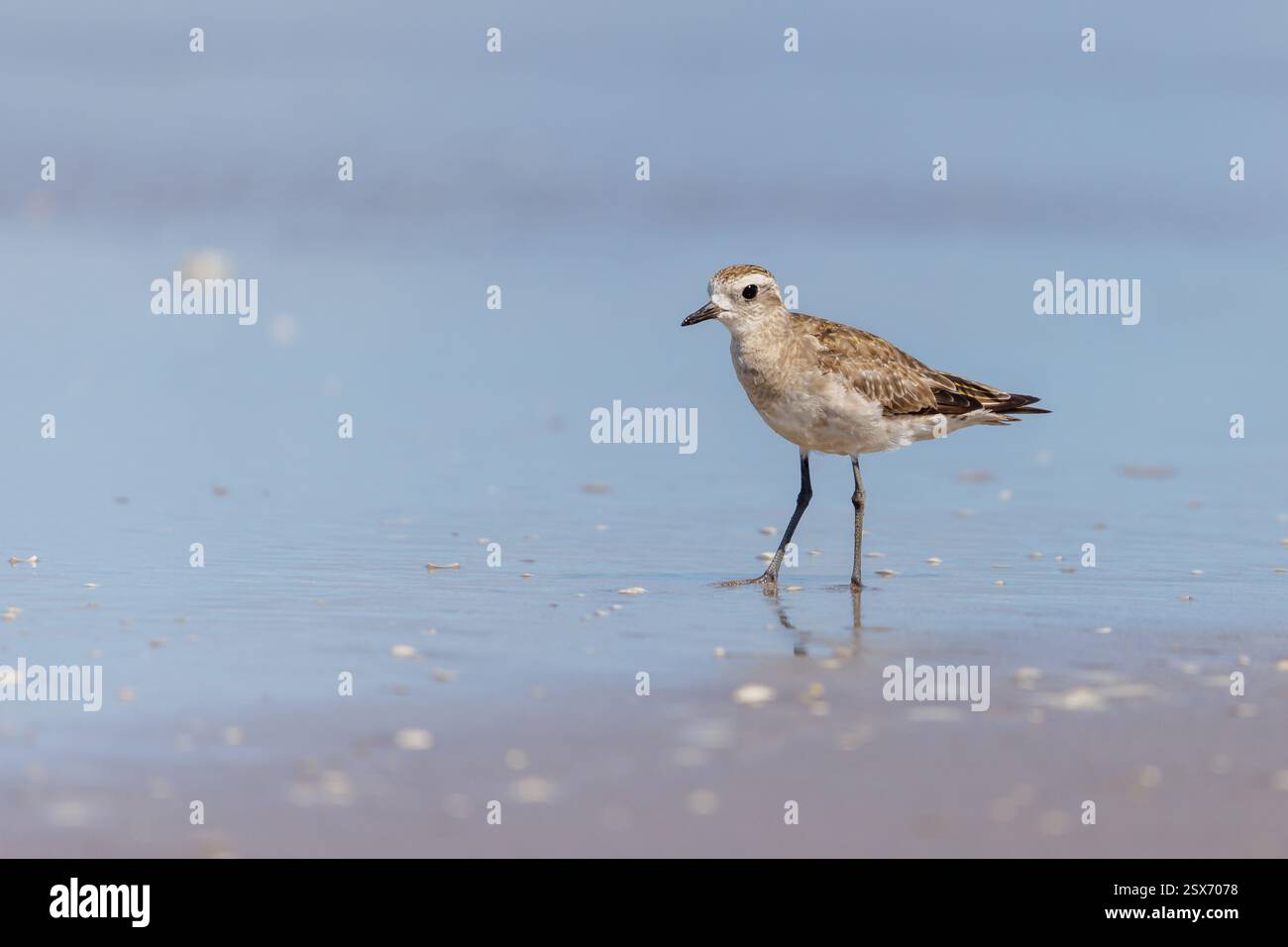 American Golden Plover (Pluvialis dominica) sulla spiaggia. Foto Stock