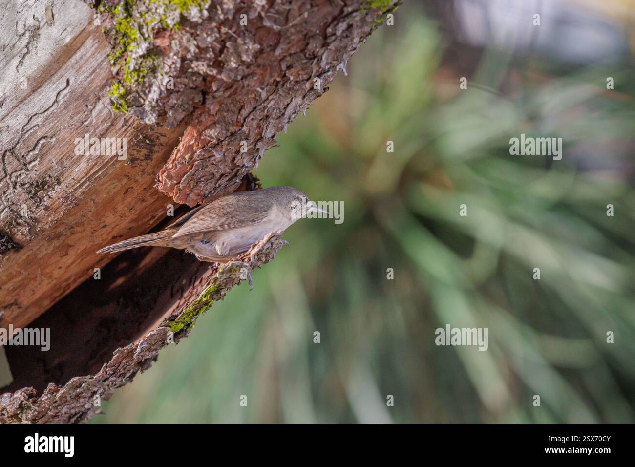 Casa Wren (Troglodytes aedon) tra la corteccia di un albero. Foto Stock