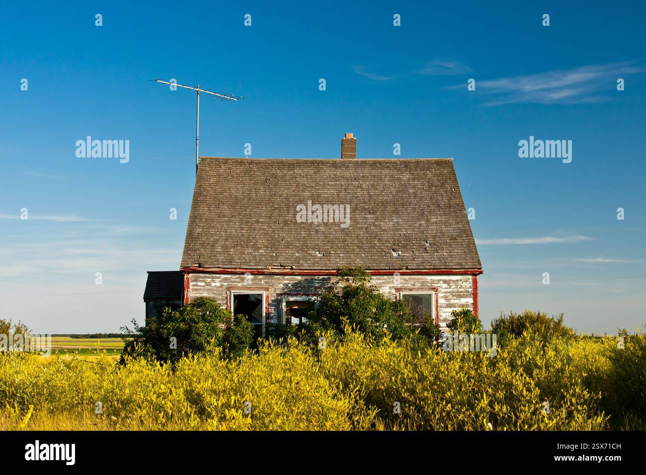 Piccola e vecchia casa si trova in un campo di fiori gialli. La casa è circondata da molta erba e il cielo è limpido e blu. La scena sprigiona un pisello Foto Stock