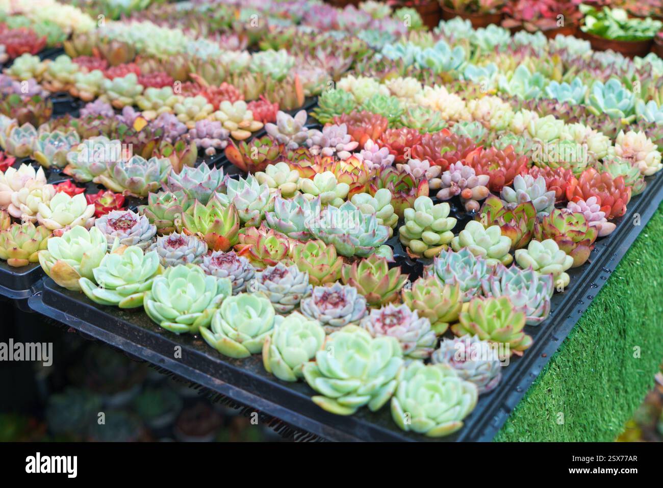 Uno shot ravvicinato di succulenti rosette Echeveria assortiti organizzati in un vassoio per vivaio, che mostra la loro incredibile gamma di tonalità pastello e audaci. Foto Stock Uno shot ravvicinato di succulenti rosette Echeveria assortiti organizzati in un vassoio per vivaio, che mostra la loro incredibile gamma di tonalità pastello e audaci. Foto Stock