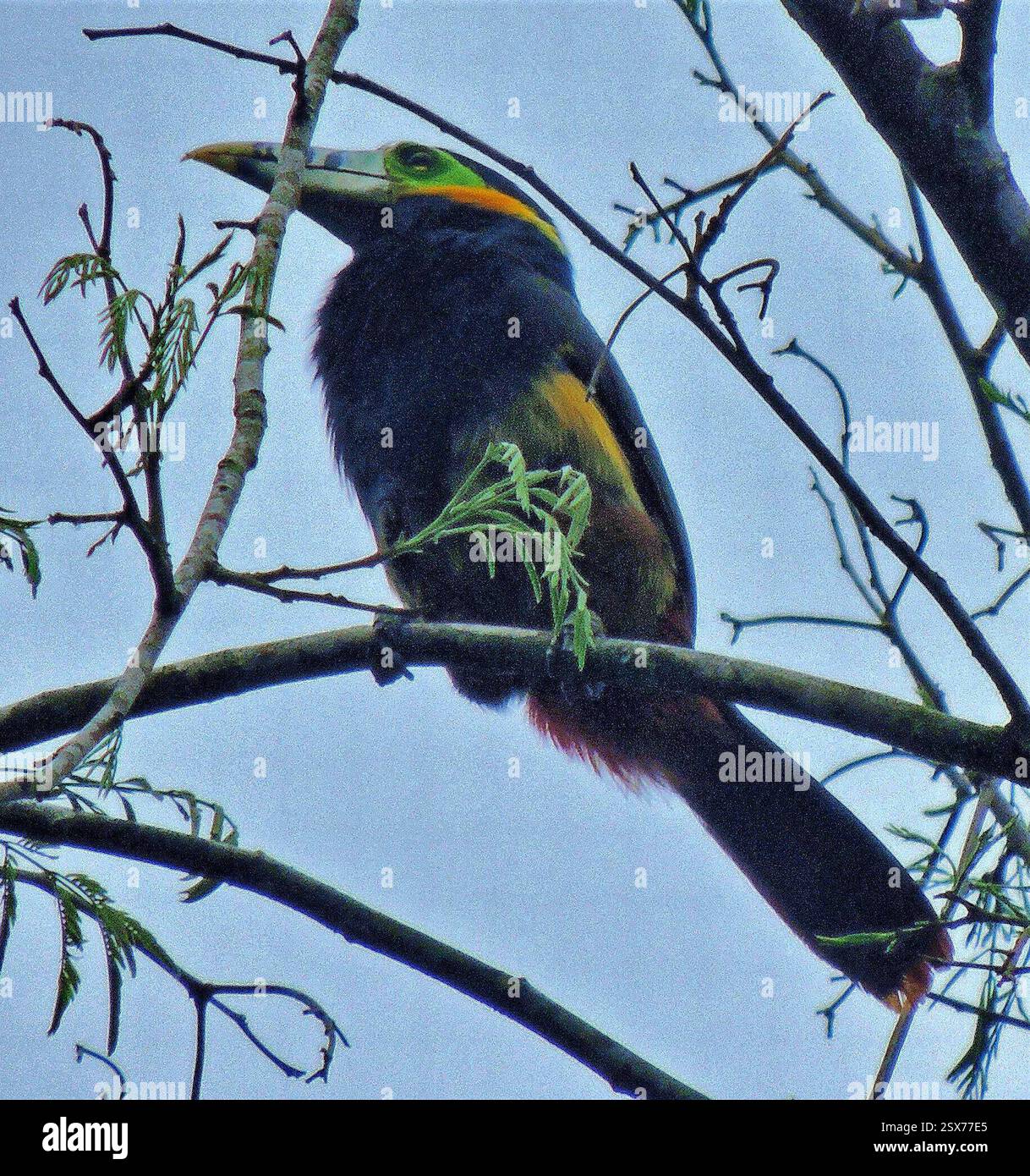 Toucanet (Selenidera maculirostris), Aves, Argentina Foto Stock