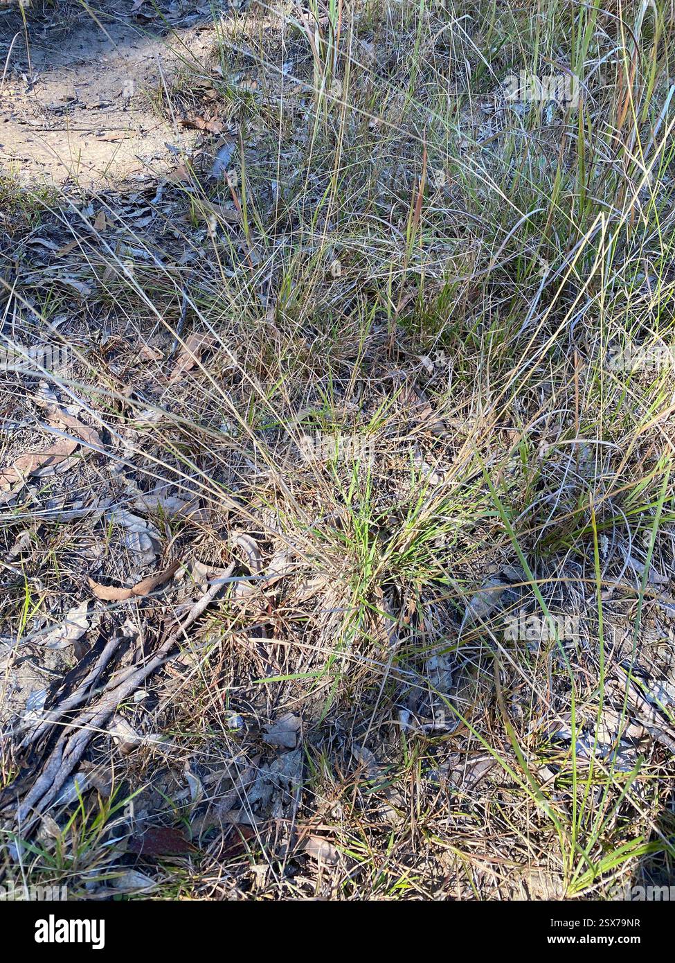 Nodulo (Echinopogon nutans), Plantae, BeauDesert - PT C, AU-QL, AU Foto Stock