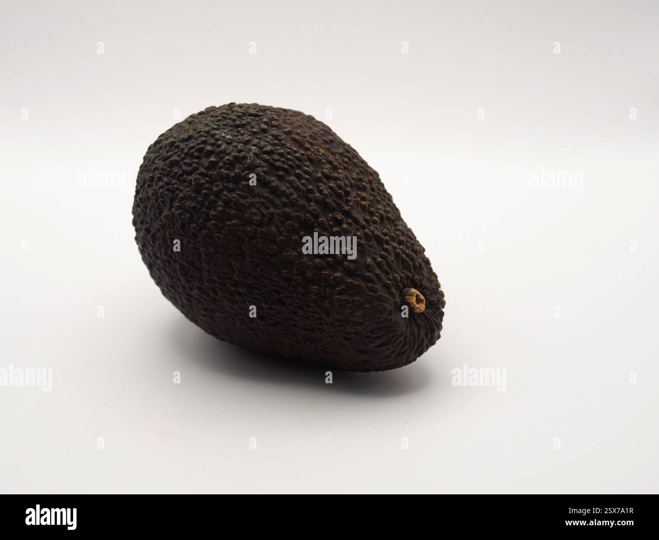 Primo piano isolato di un avocado Hass (persea americana Hass) visto da un lato su sfondo bianco. Concetto: Ingredienti, mangiare sano, cucinare, Foto Stock