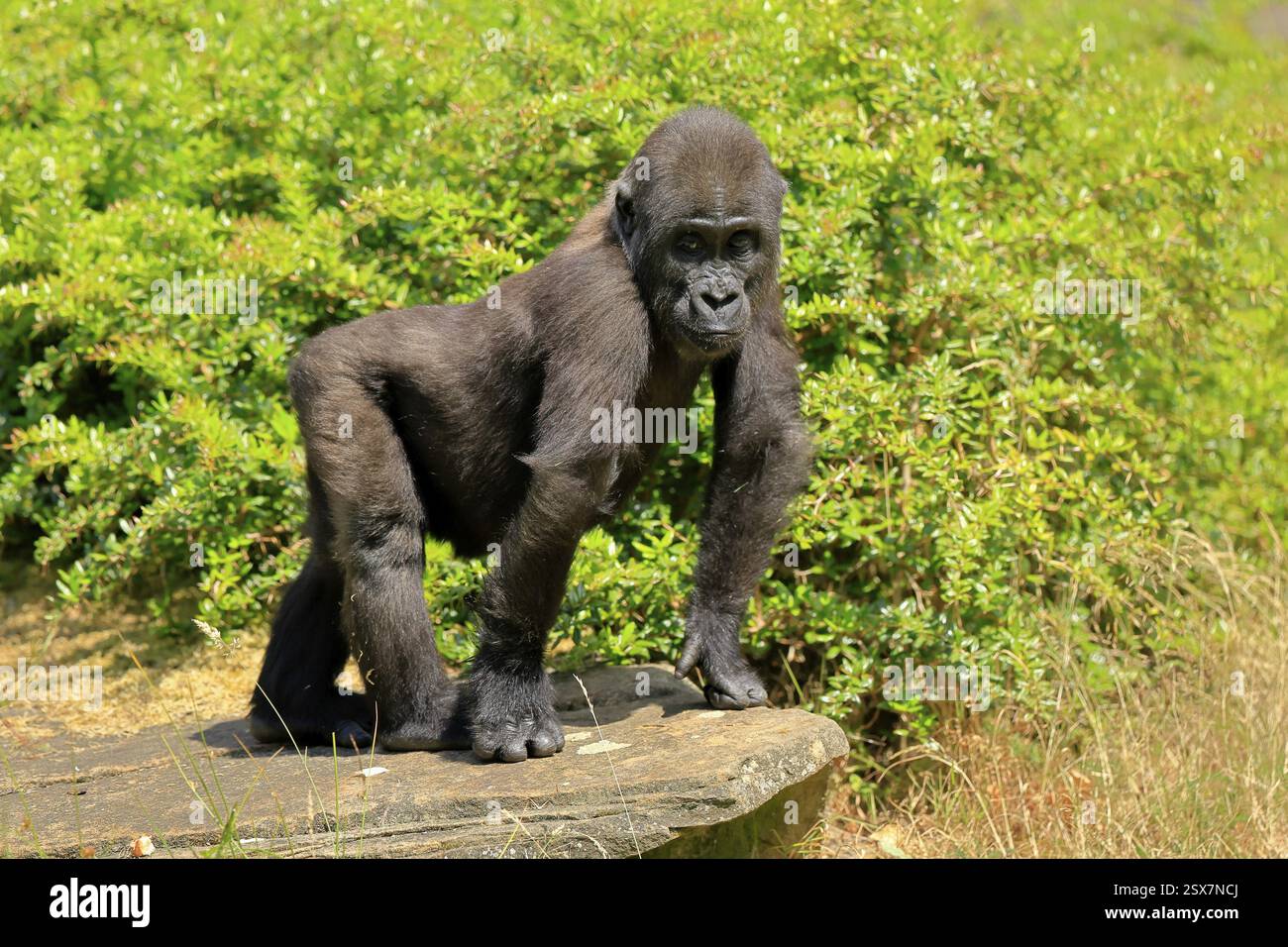 Gorilla occidentale (Gorilla gorilla), giovane animale, su rocce, allerta Foto Stock