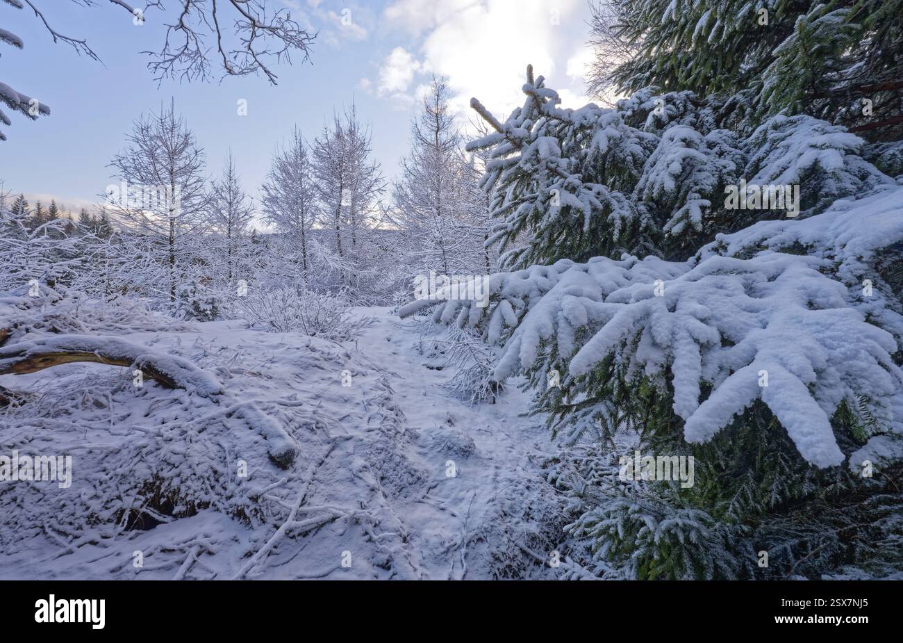 La neve copre gli alberi e il fondo forestale nel paesaggio invernale nei pressi di Szklarska Poreba, del comune di Mirsk, di Jelenia Gora, della bassa Slesia, Polonia, Szklars Foto Stock