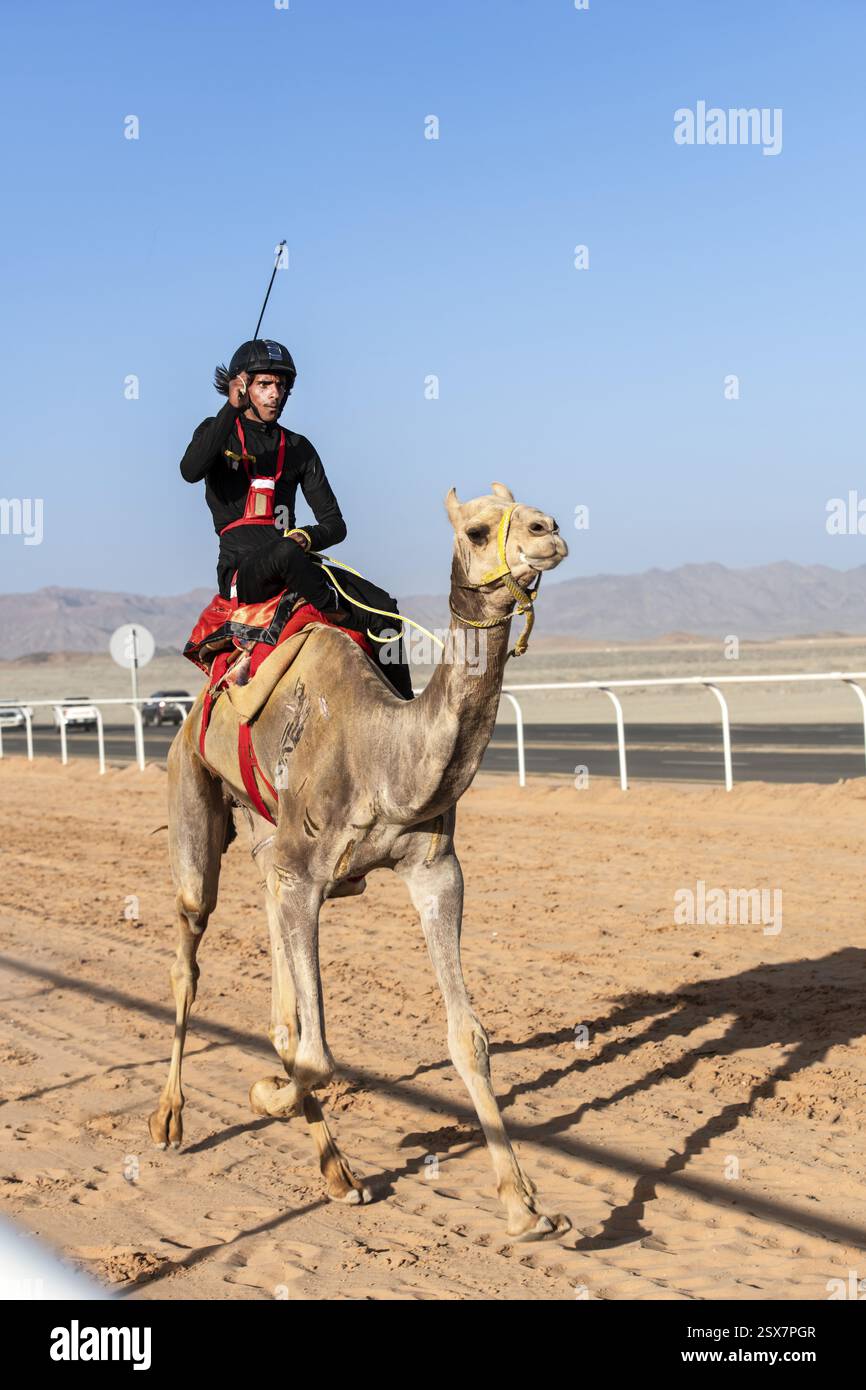 Cammello fantino alla gara di al Ula Camel Cup presso il Mughayra Heritage Sports Village, al Ula, Arabia Saudita, Asia Foto Stock