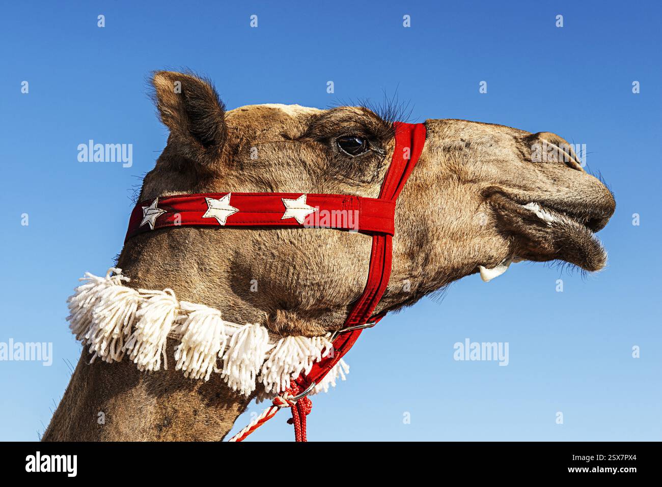 Cammello con briglia alla al Ula Camel Cup al Mughayra Heritage Sports Village, al Ula, Arabia Saudita, Asia Foto Stock