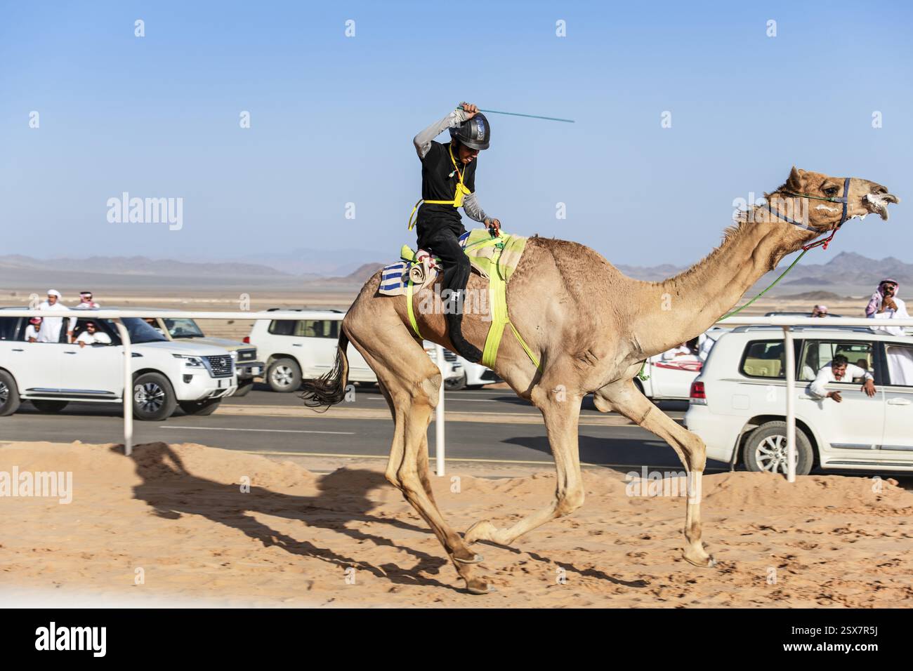 Cammello fantino alla gara di al Ula Camel Cup presso il Mughayra Heritage Sports Village, al Ula, Arabia Saudita, Asia Foto Stock