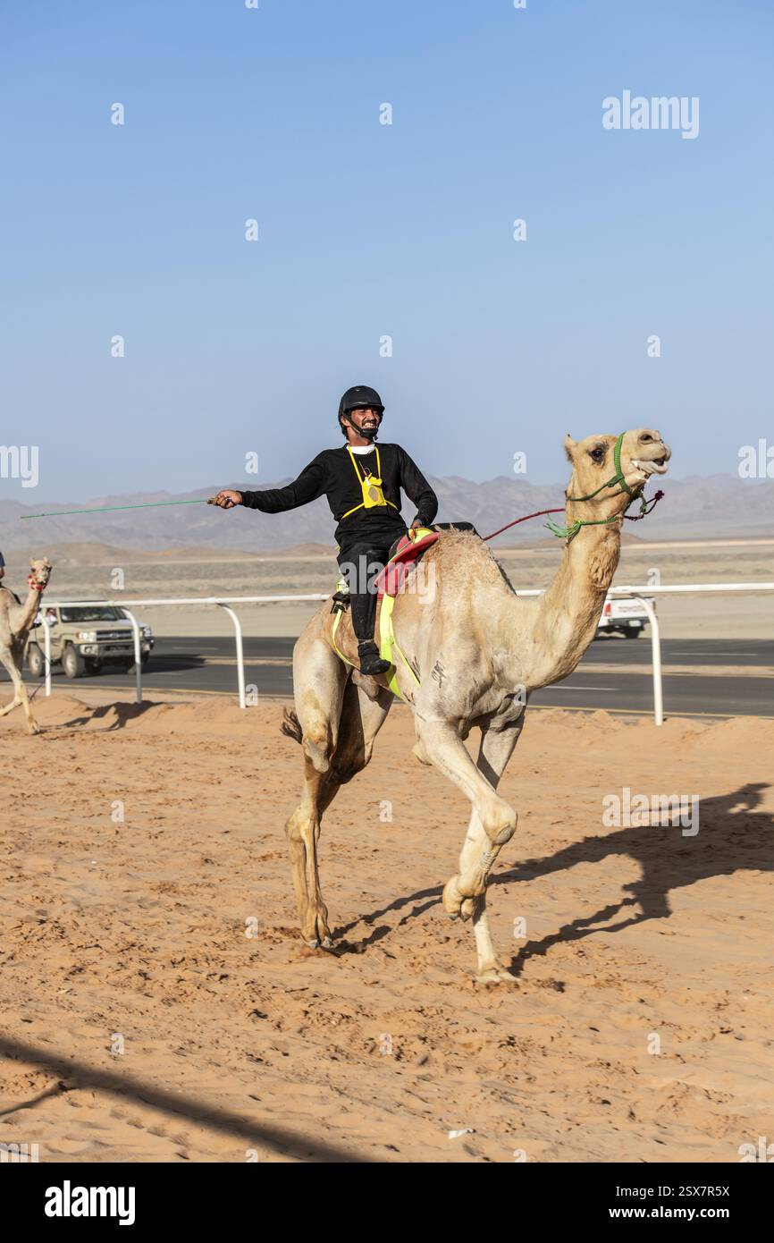 Cammello fantino alla gara di al Ula Camel Cup presso il Mughayra Heritage Sports Village, al Ula, Arabia Saudita, Asia Foto Stock