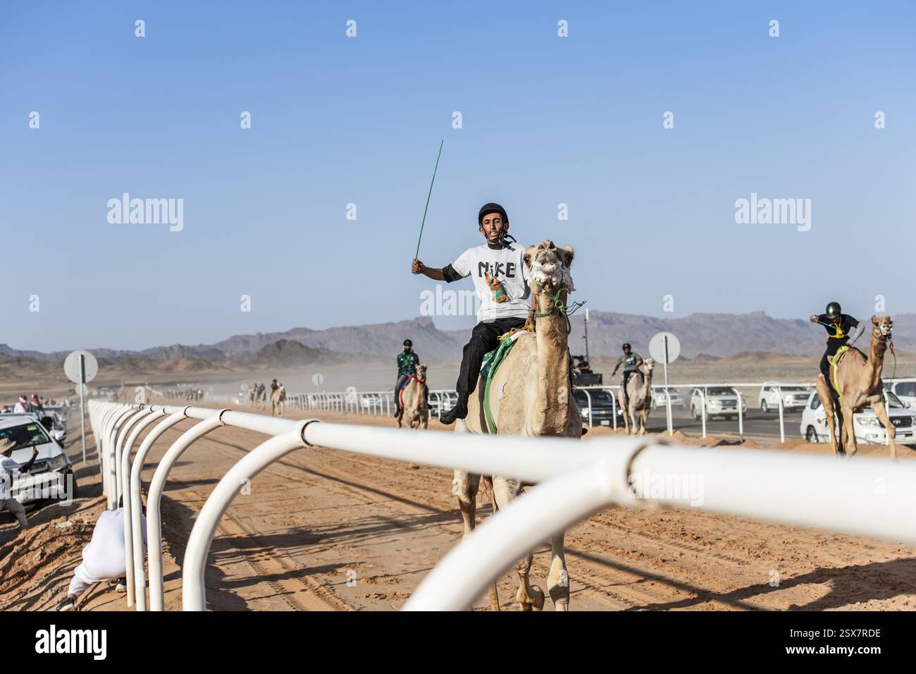 Cammello fantino alla gara di al Ula Camel Cup presso il Mughayra Heritage Sports Village, al Ula, Arabia Saudita, Asia Foto Stock