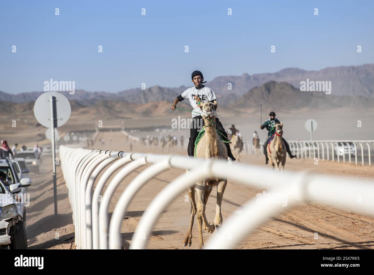 Cammello fantino alla gara di al Ula Camel Cup presso il Mughayra Heritage Sports Village, al Ula, Arabia Saudita, Asia Foto Stock