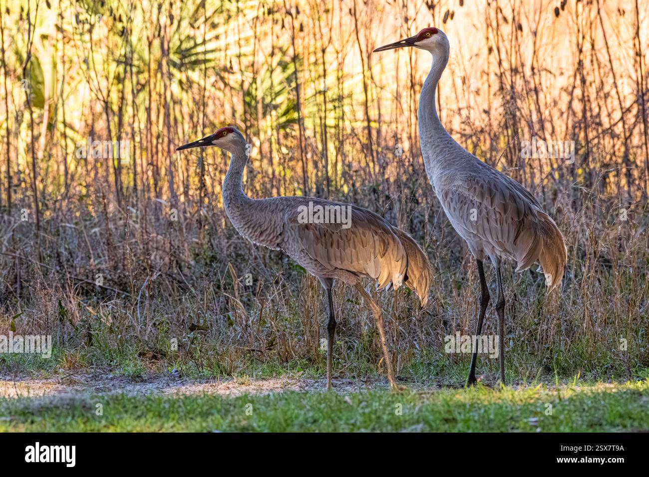 Sandhill Cranes (Antigone canadensis) presso il Paynes Prairie Preserve State Park a Micanopy, Florida, vicino a Gainesville. (USA) Foto Stock