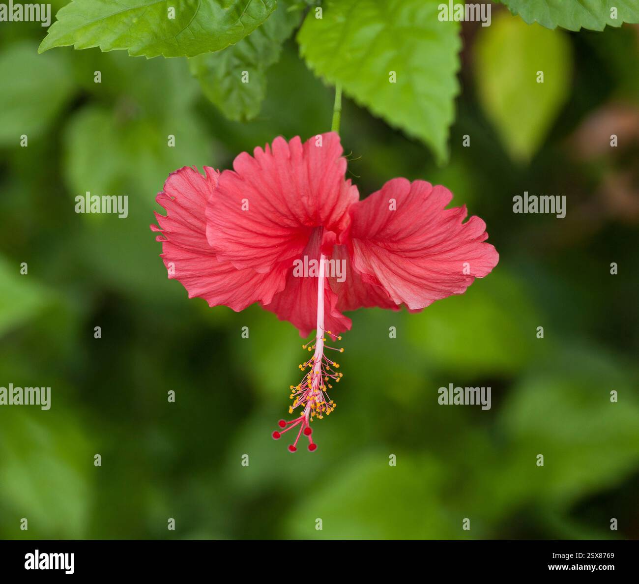 Fiore rosso Bunga raya, Hibiscus rosa-sinensis Foto Stock