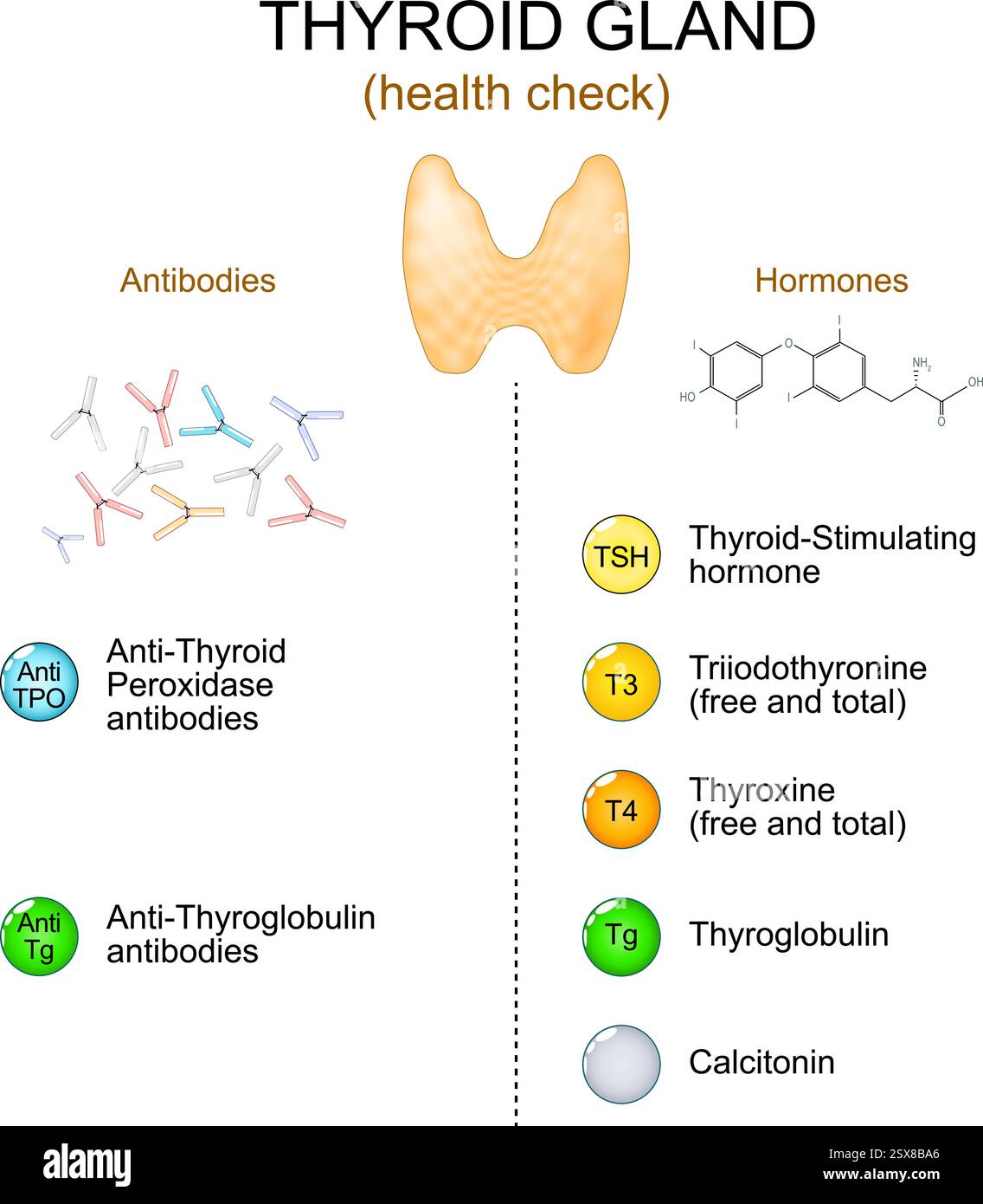 Test di funzionalità della ghiandola tiroidea. Controllo della tiroide. Esame del sangue di anticorpi e ormoni per la consultazione endocrinologo. Screening del cancro della tiroide. Ve Illustrazione Vettoriale Test di funzionalità della ghiandola tiroidea. Controllo della tiroide. Esame del sangue di anticorpi e ormoni per la consultazione endocrinologo. Screening del cancro della tiroide. Ve Illustrazione Vettoriale