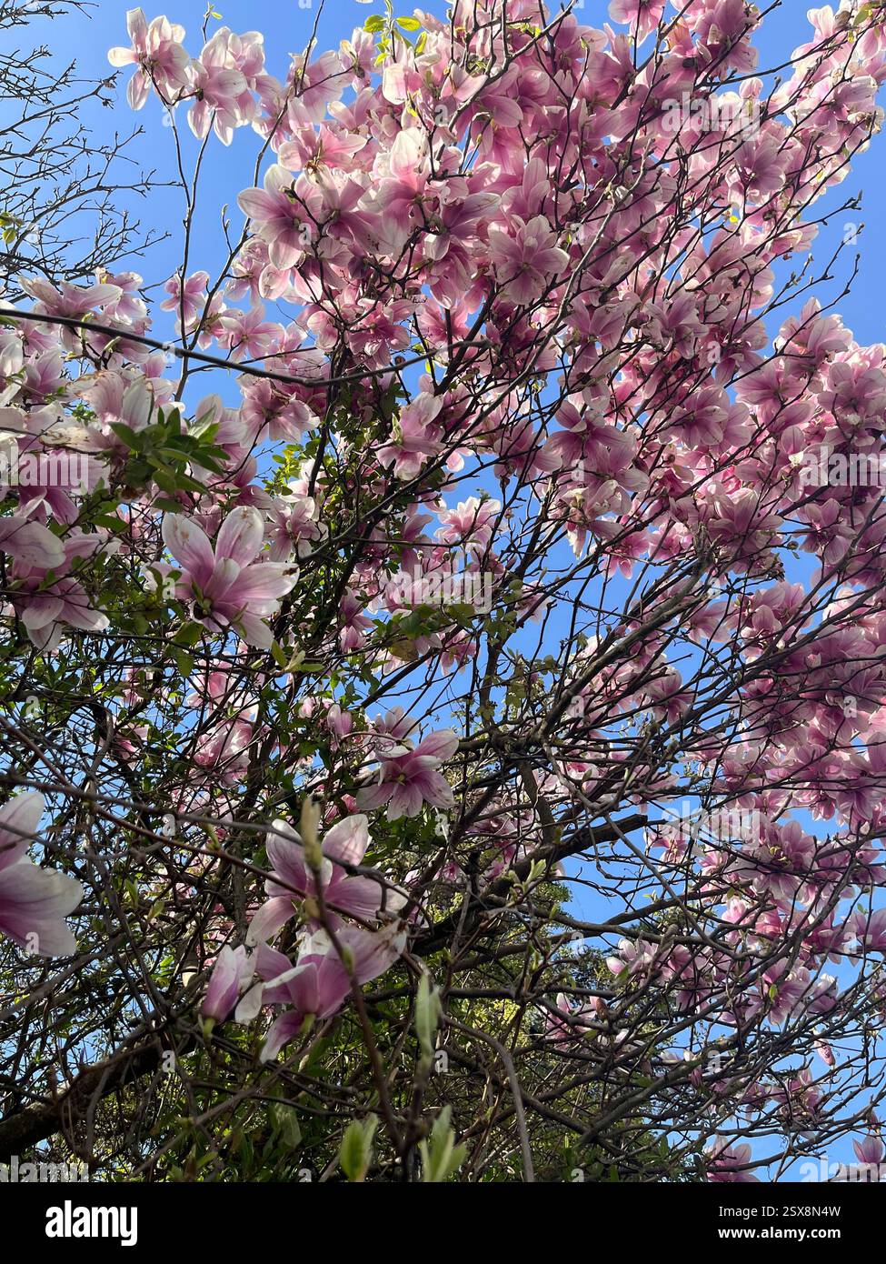 Natura in Austria; Carinzia Foto Stock