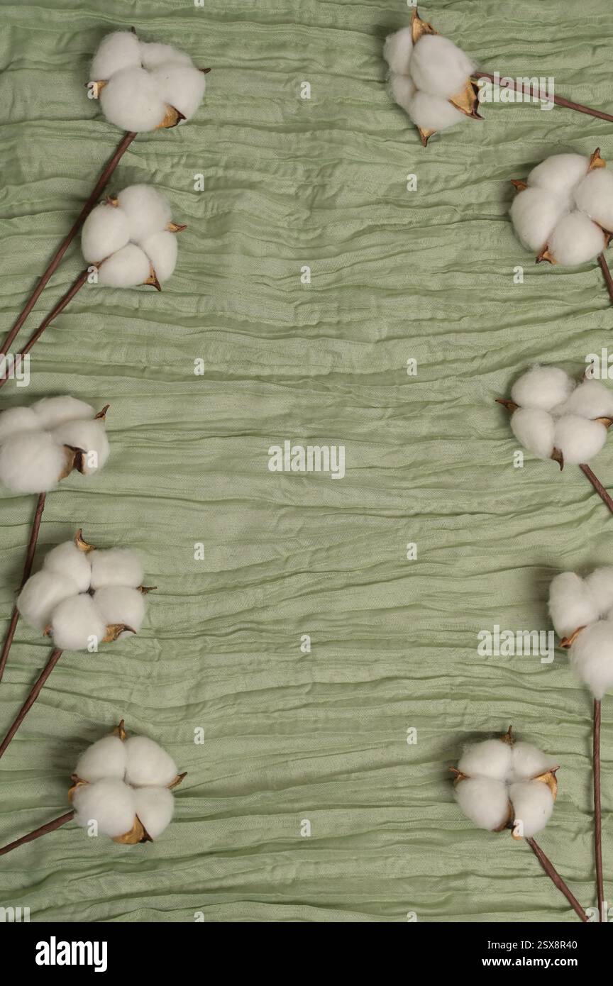 Rami di piante di infiorescenza di cotone su fondo di tessuto verde. Biglietto d'auguri. Copia spazio, cornice, spazio per aggiungere testo, design, sfondo Foto Stock