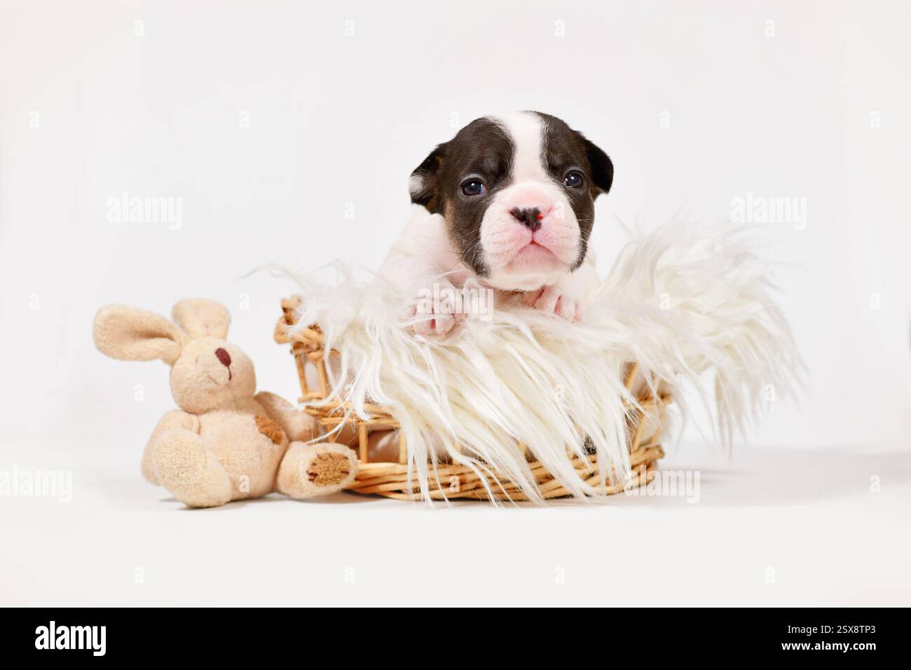 Cucciolo di cane Bulldog francese con peluche giocattolo nel cestino su sfondo bianco Foto Stock