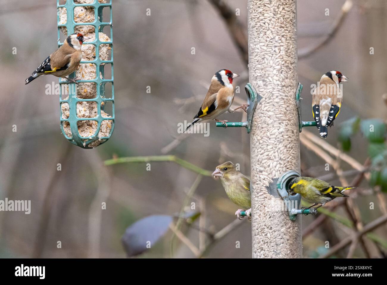 Diversi fringuelli che mangiano semi di girasole su mangiatoie per uccelli in inverno, Inghilterra, Regno Unito. Goldfinch, greenfinch e siskin Foto Stock