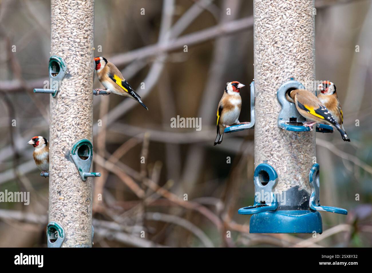 Diversi porcellini d'oro (Carduelis carduelis) che mangiano semi di girasole su mangiatoie per uccelli in inverno, Inghilterra, Regno Unito Foto Stock