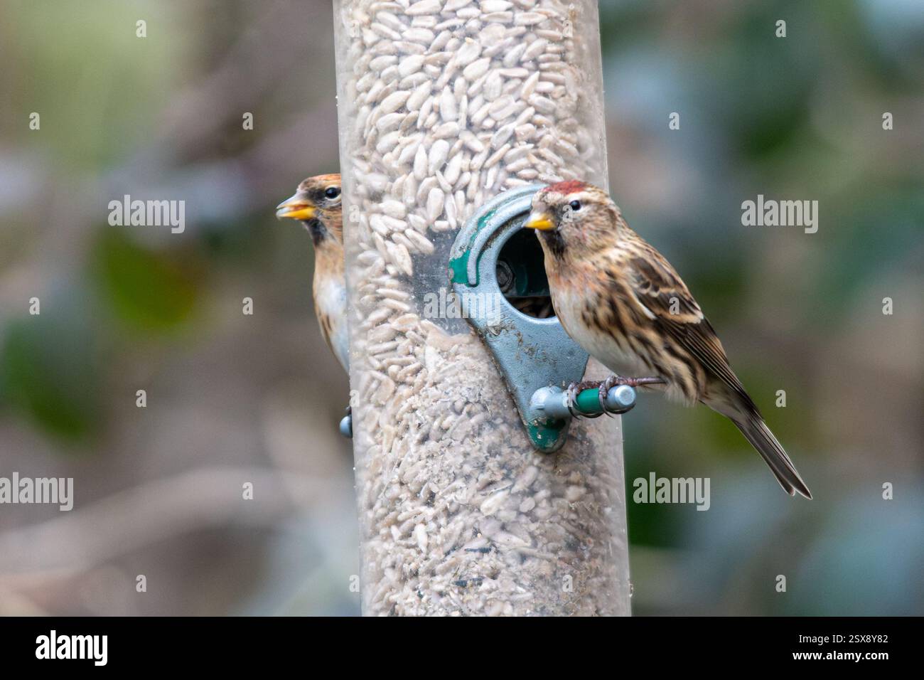 Redpoll (Acanthis flammea), due uccelli redpoll su un alimentatore di uccelli durante l'inverno, Inghilterra, Regno Unito Foto Stock