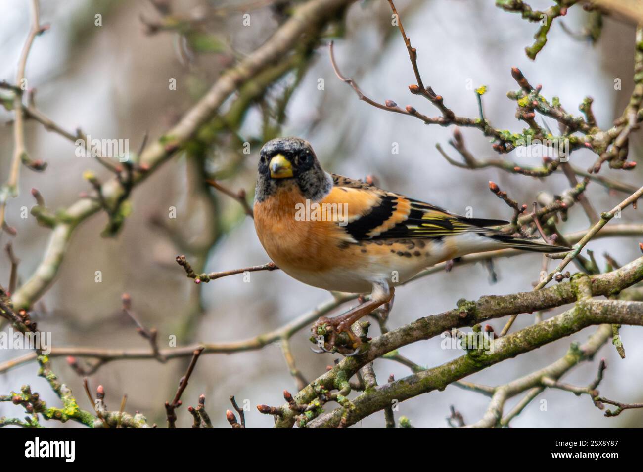Brambling (Fringilla montifringilla), un uccello passerino della famiglia finch, arroccato su un albero nel tardo inverno, Inghilterra, Regno Unito Foto Stock