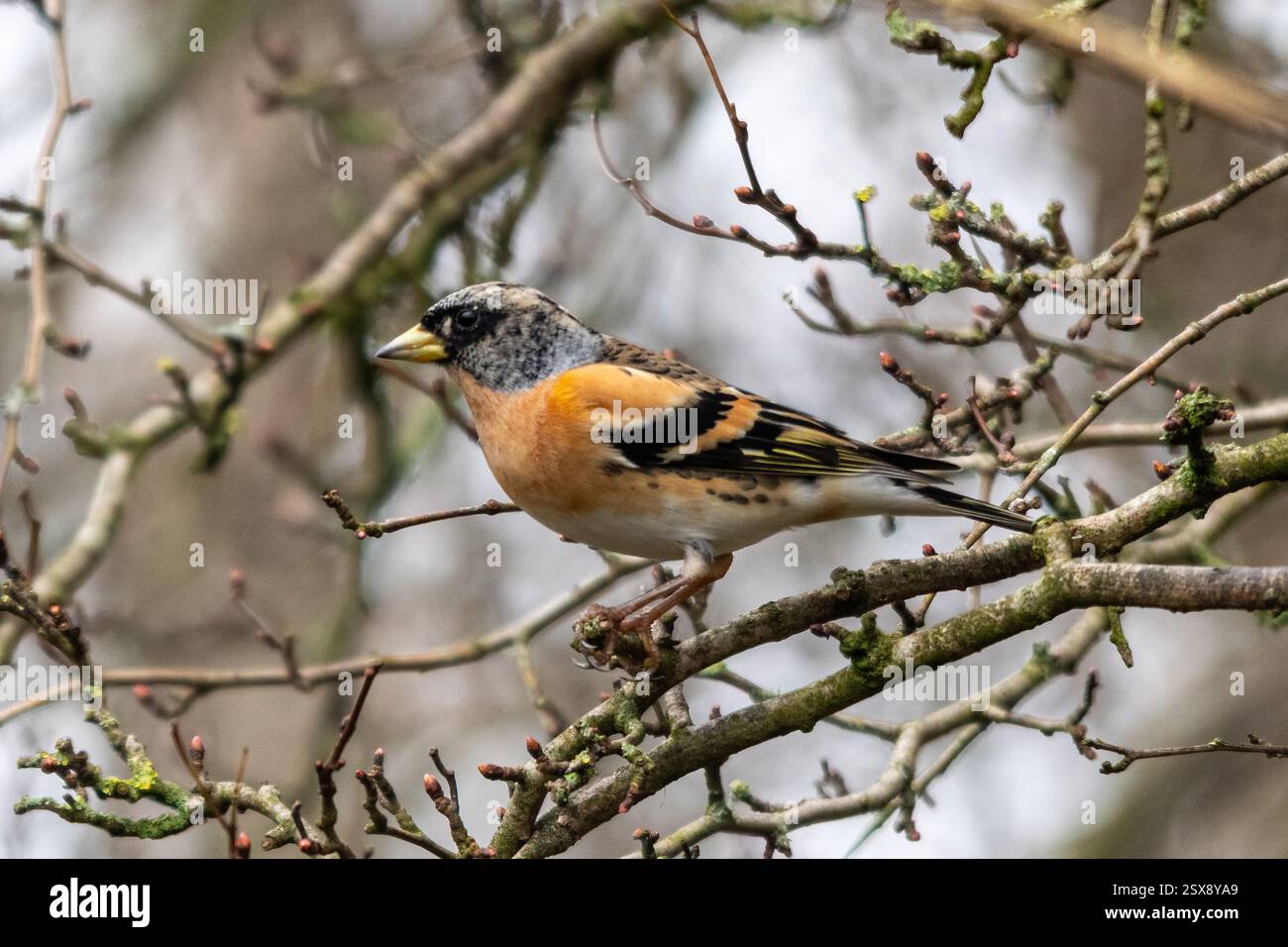 Brambling (Fringilla montifringilla), un uccello passerino della famiglia finch, arroccato su un albero nel tardo inverno, Inghilterra, Regno Unito Foto Stock