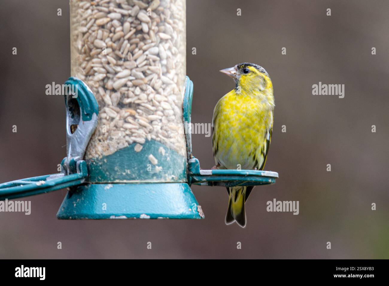 Uccello di Sesto (Spinus spinus), Inghilterra, Regno Unito, che mangia semi di girasole su un alimentatore per uccelli durante l'inverno Foto Stock
