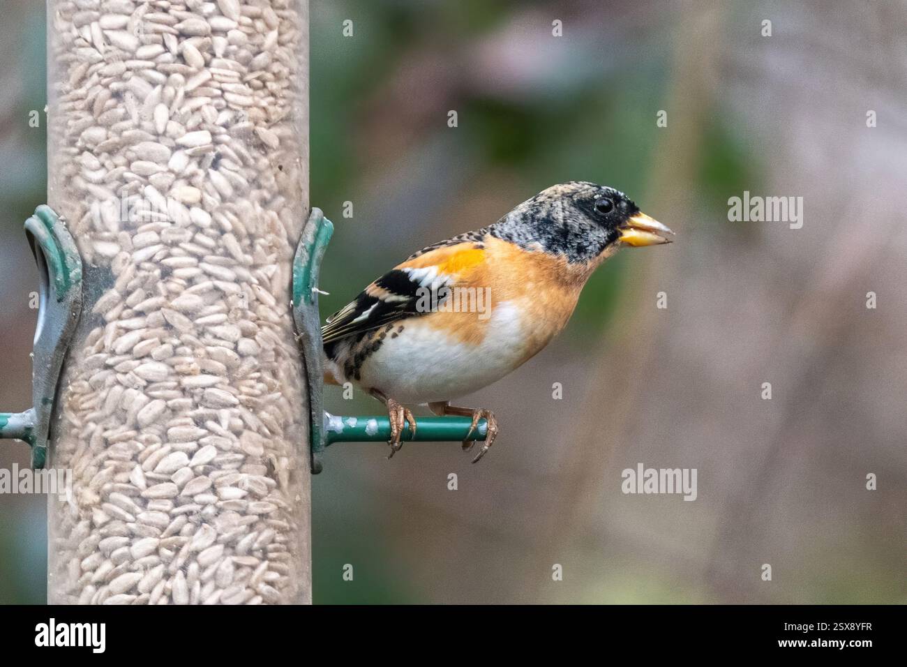 Brambling (Fringilla montifringilla), un uccello passerino della famiglia finch, che si nutre di semi su un alimento di uccelli nel tardo inverno, Inghilterra, Regno Unito Foto Stock