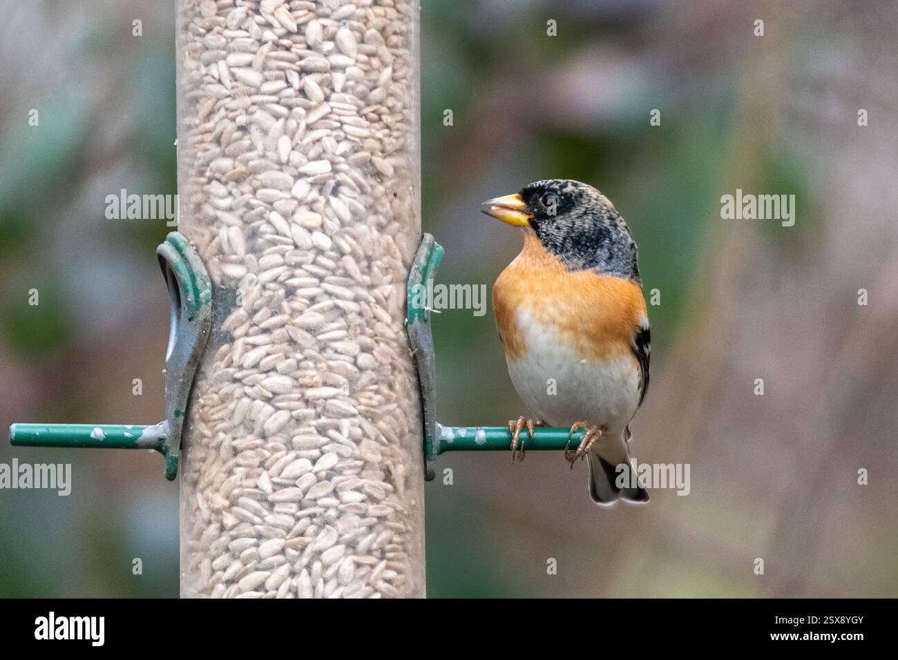 Brambling (Fringilla montifringilla), un uccello passerino della famiglia finch, che si nutre di semi su un alimento di uccelli nel tardo inverno, Inghilterra, Regno Unito Foto Stock