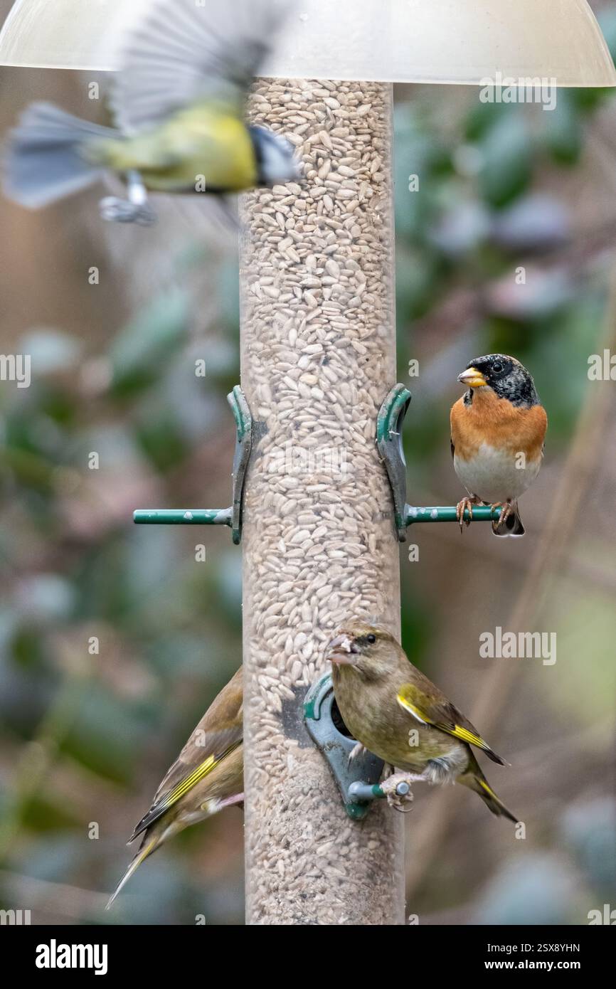 Brambling (Fringilla montifringilla) e verdastre che si nutrono di semi su un alimento di uccelli nel tardo inverno, Inghilterra, Regno Unito Foto Stock