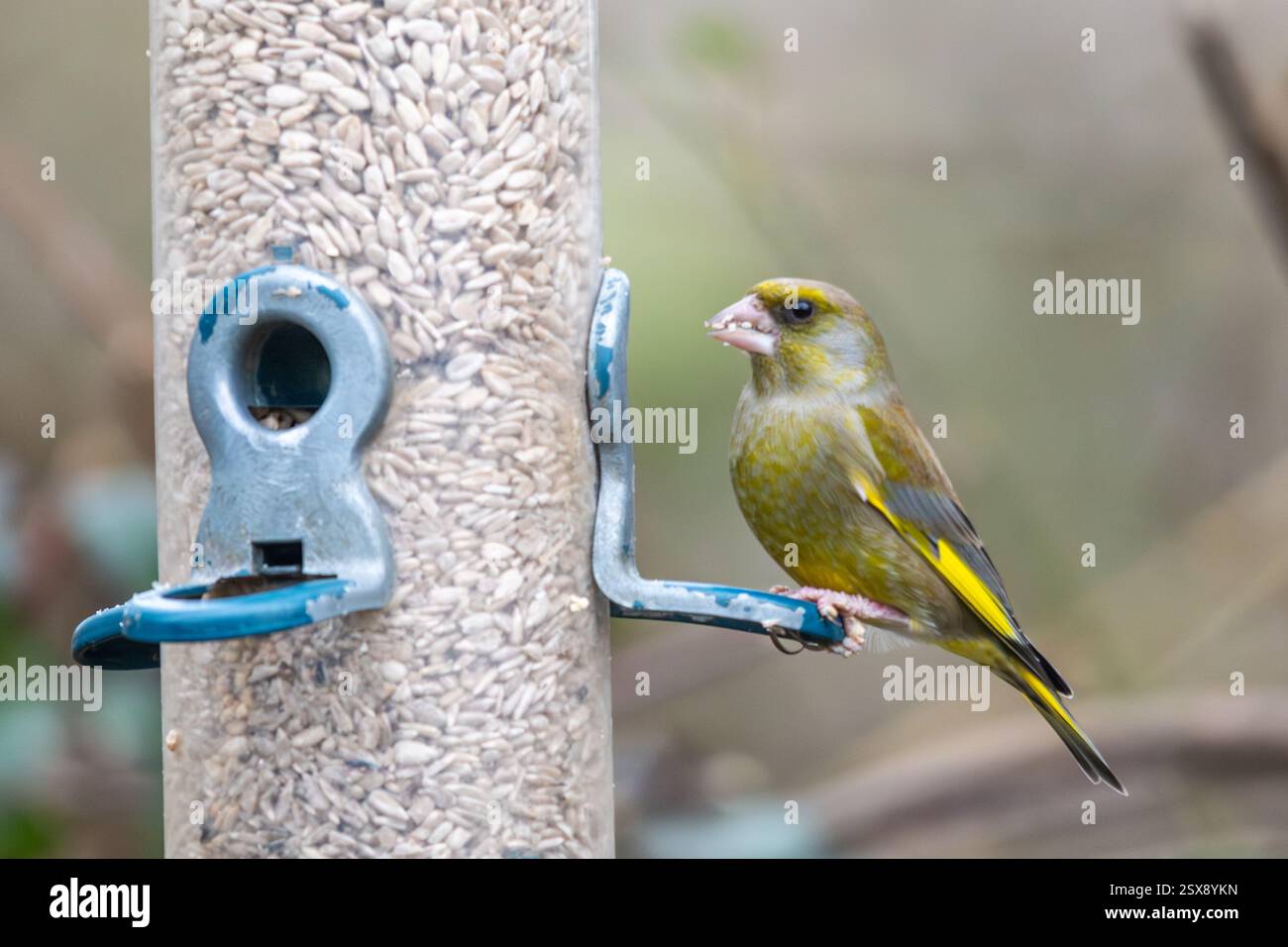 Greenfinch (Chloris chloris), uccello maschio che mangia semi di girasole su un alimentatore per uccelli durante l'inverno, Inghilterra, Regno Unito Foto Stock