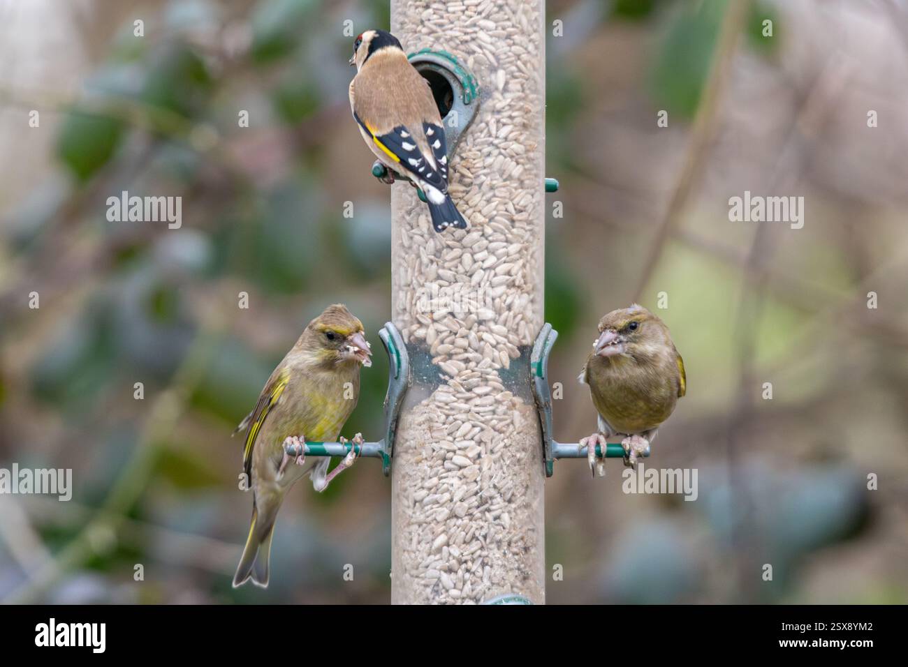 Fringuelli che mangiano semi di girasole su un alimento per uccelli, goldfinch (Carduelis carduelis) e greenfinch (Chloris chloris), Inghilterra, Regno Unito Foto Stock
