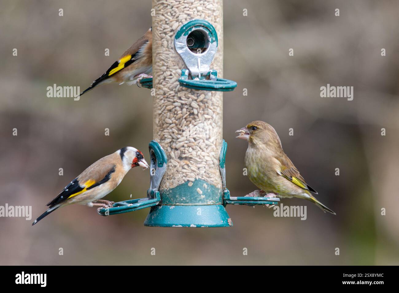 Fringuelli che mangiano semi di girasole su un alimento per uccelli, goldfinch (Carduelis carduelis) e greenfinch (Chloris chloris), Inghilterra, Regno Unito Foto Stock