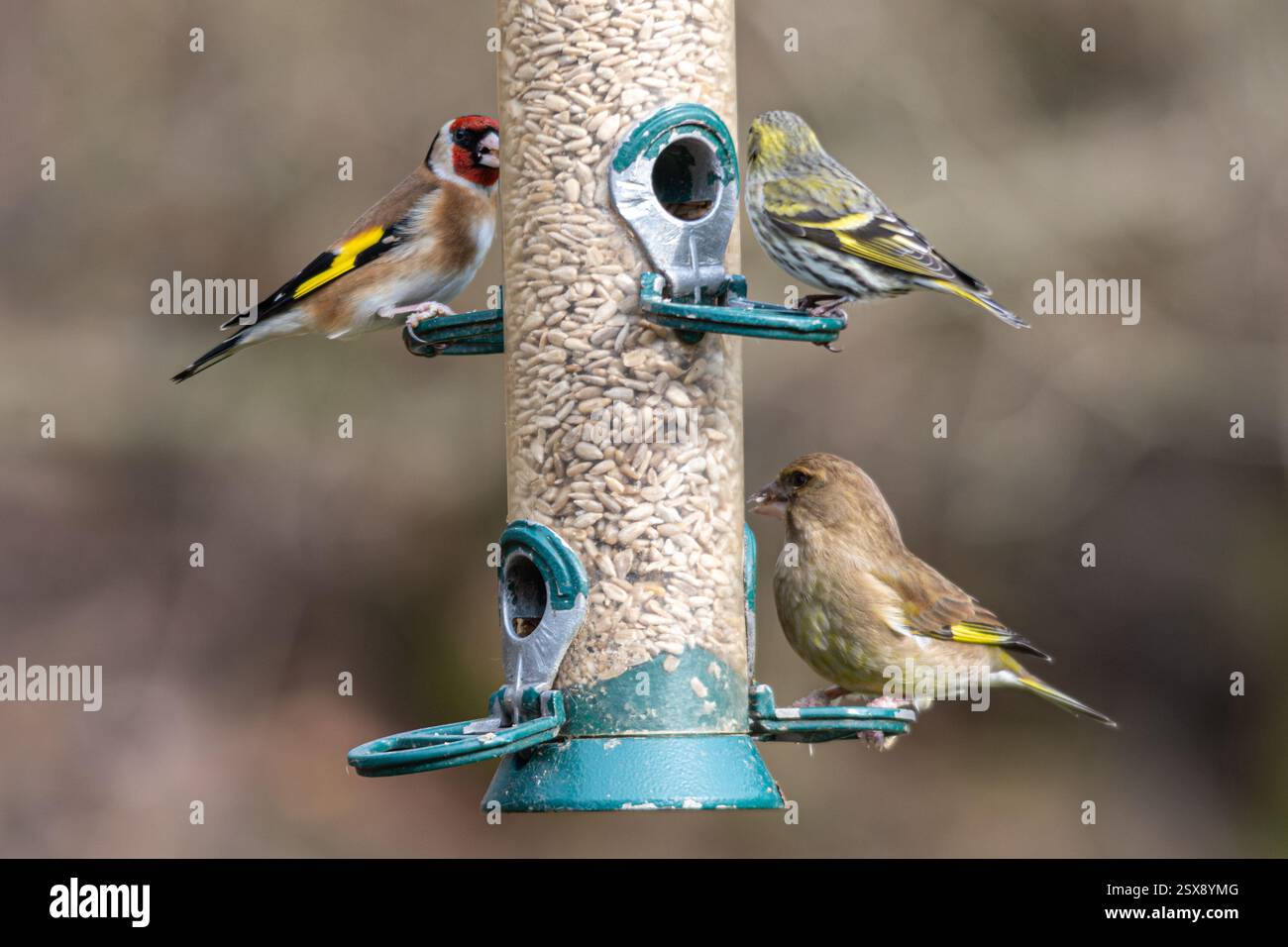 Diverse specie di fringuelli su un alimento per uccelli, Siskin (Spinus spinus), goldfinch (Carduelis carduelis) e greenfinch (chloris chloris), Regno Unito Foto Stock