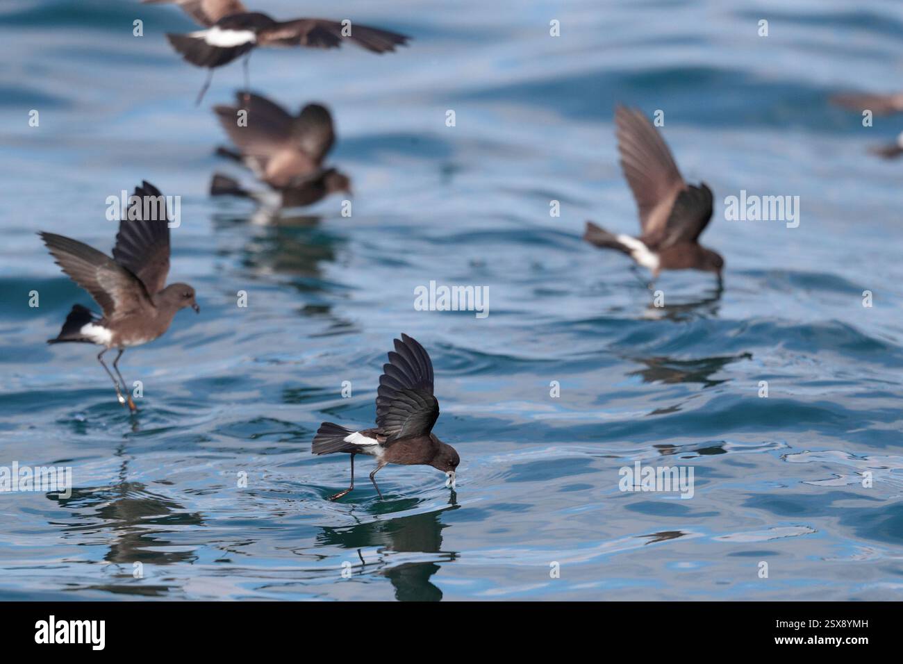 Wilson's Storm-Petrel (Oceanites oceanicus), in volo, Oceano Pacifico, al largo delle coste del Perù, ottobre Foto Stock