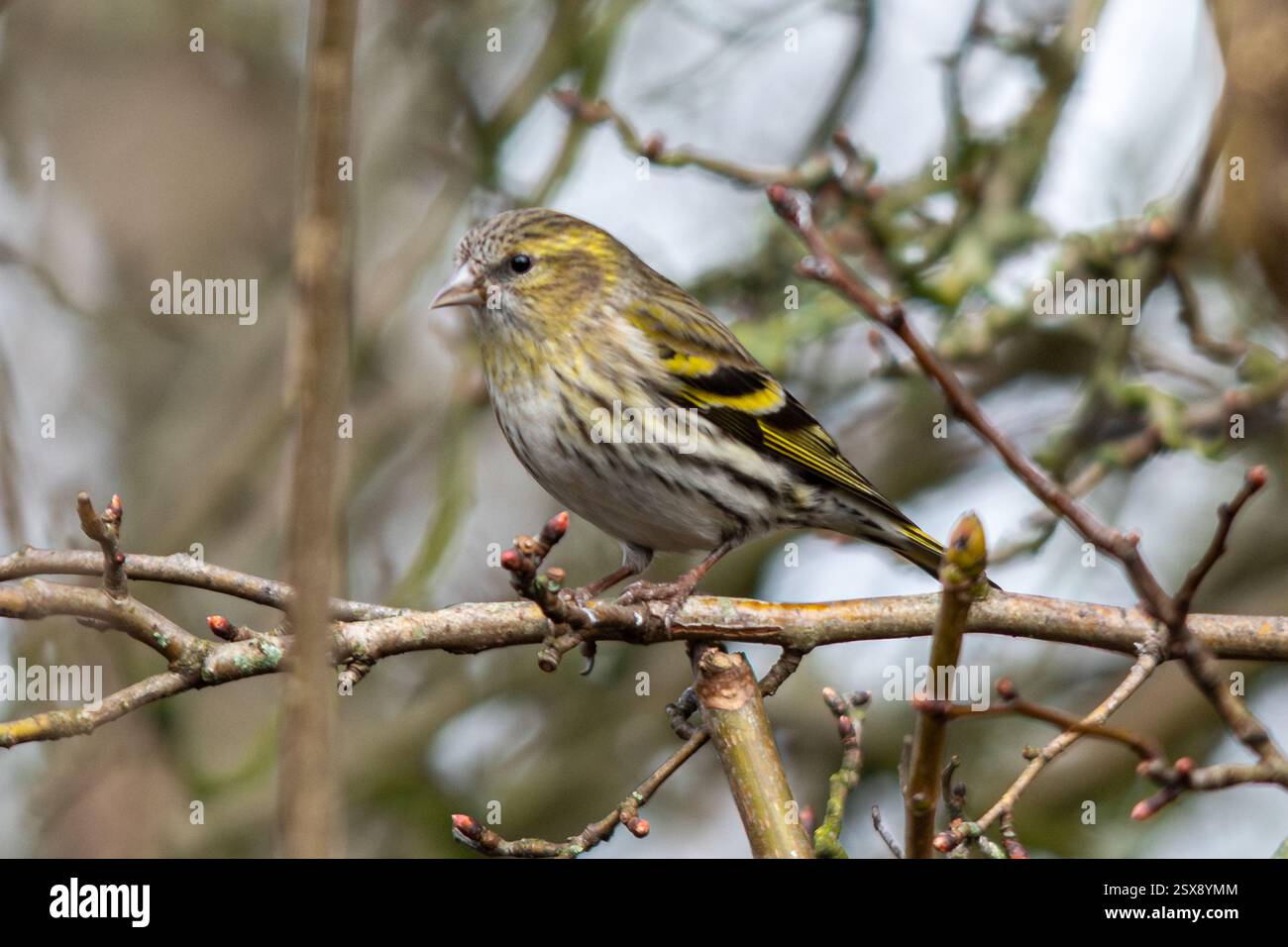 Uccello di seta (Spinus spinus) arroccato in un albero durante l'inverno, Inghilterra, Regno Unito Foto Stock