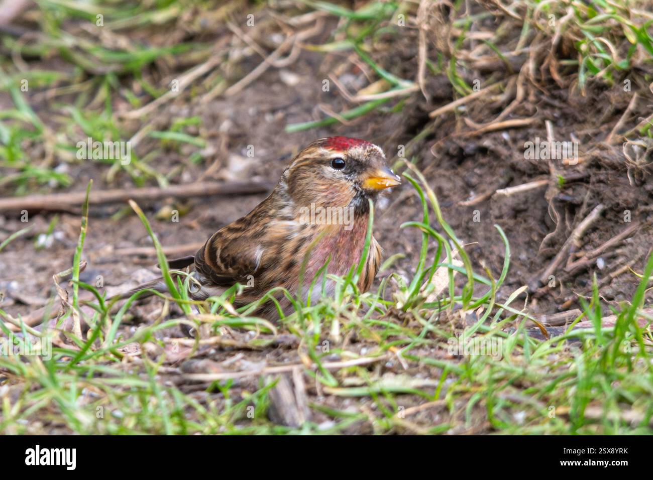 Redpoll (Acanthis flammea), Inghilterra, Regno Unito, si nutre a terra durante l'inverno Foto Stock