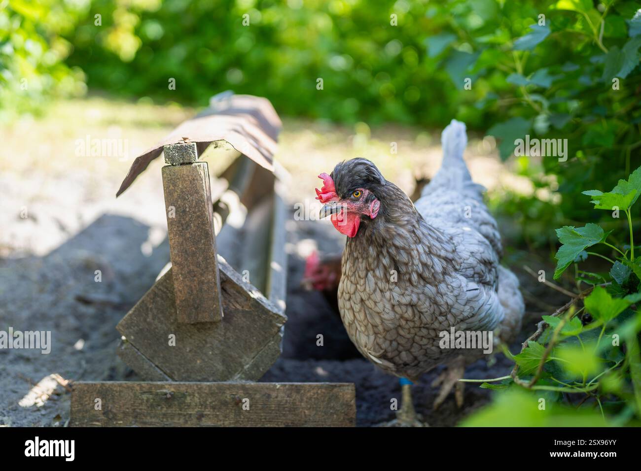 Ritratto divertente di un pollo Cream Legbar. Hen guarda a sinistra, sembra curioso. Dettagli nitidi di becco grande, occhi di colore arancione. Foto Stock