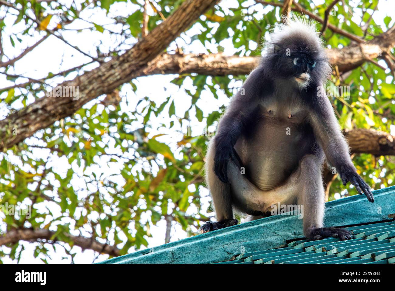 Scimmia a foglie di ciuffo (Trachypithecus obscurus) su un tetto vicino alla foresta tropicale, mostrando un comportamento curioso e rilassato in un ambiente naturale Foto Stock