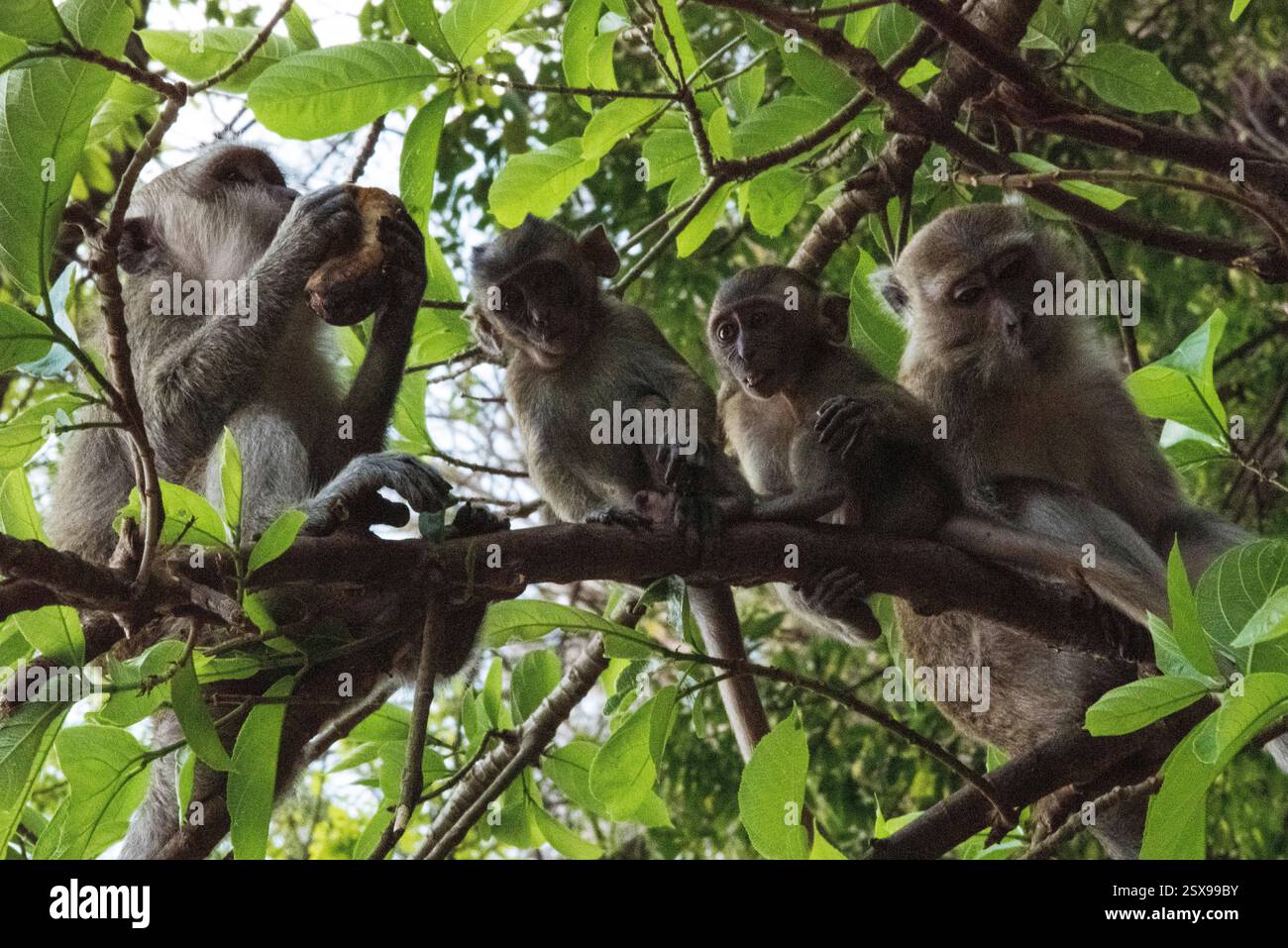 Gruppo di macachi che mangiano granchi (Macaca fascicularis) che interagiscono sui rami degli alberi nella foresta tropicale della Thailandia, mostrando un vivace comportamento sociale Foto Stock