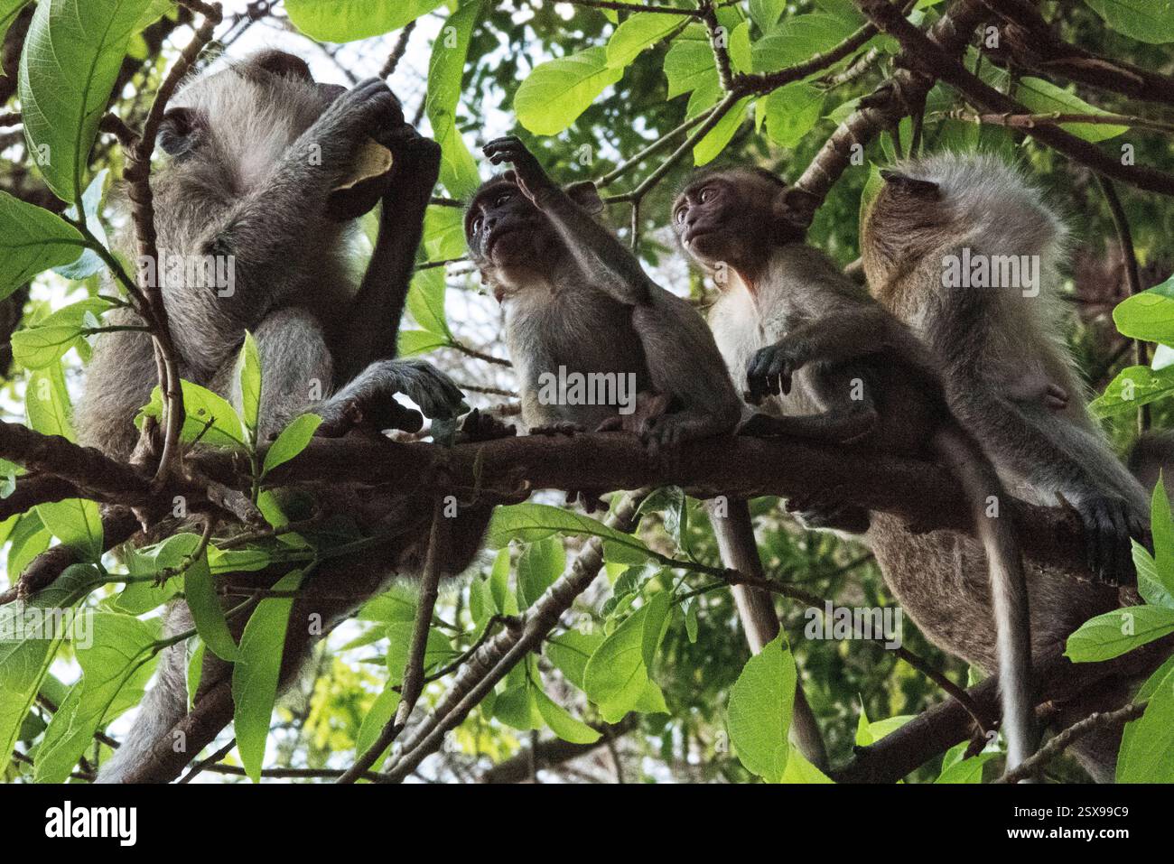 Gruppo di macachi che mangiano granchi (Macaca fascicularis) che interagiscono sui rami degli alberi nella foresta tropicale della Thailandia, mostrando un vivace comportamento sociale Foto Stock