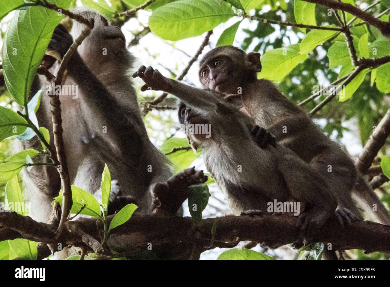 Gruppo di macachi che mangiano granchi (Macaca fascicularis) che interagiscono sui rami degli alberi nella foresta tropicale della Thailandia, mostrando un vivace comportamento sociale Foto Stock