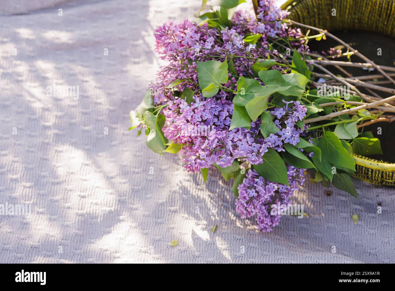 Splendidi fiori lilla alla luce soffusa del sole su uno sfondo in tessuto lavorato a maglia, romantica composizione floreale primaverile, natura e freschezza stagionale. Foto Stock