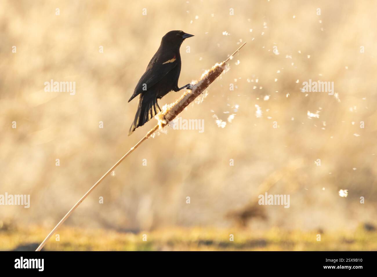 Un uccello nero alato rosso si trova su una coda seminatrice presso la Fleming Unit of Honey Lake Wildlife area, bagnata dalla calda retroilluminazione pomeridiana. Foto Stock