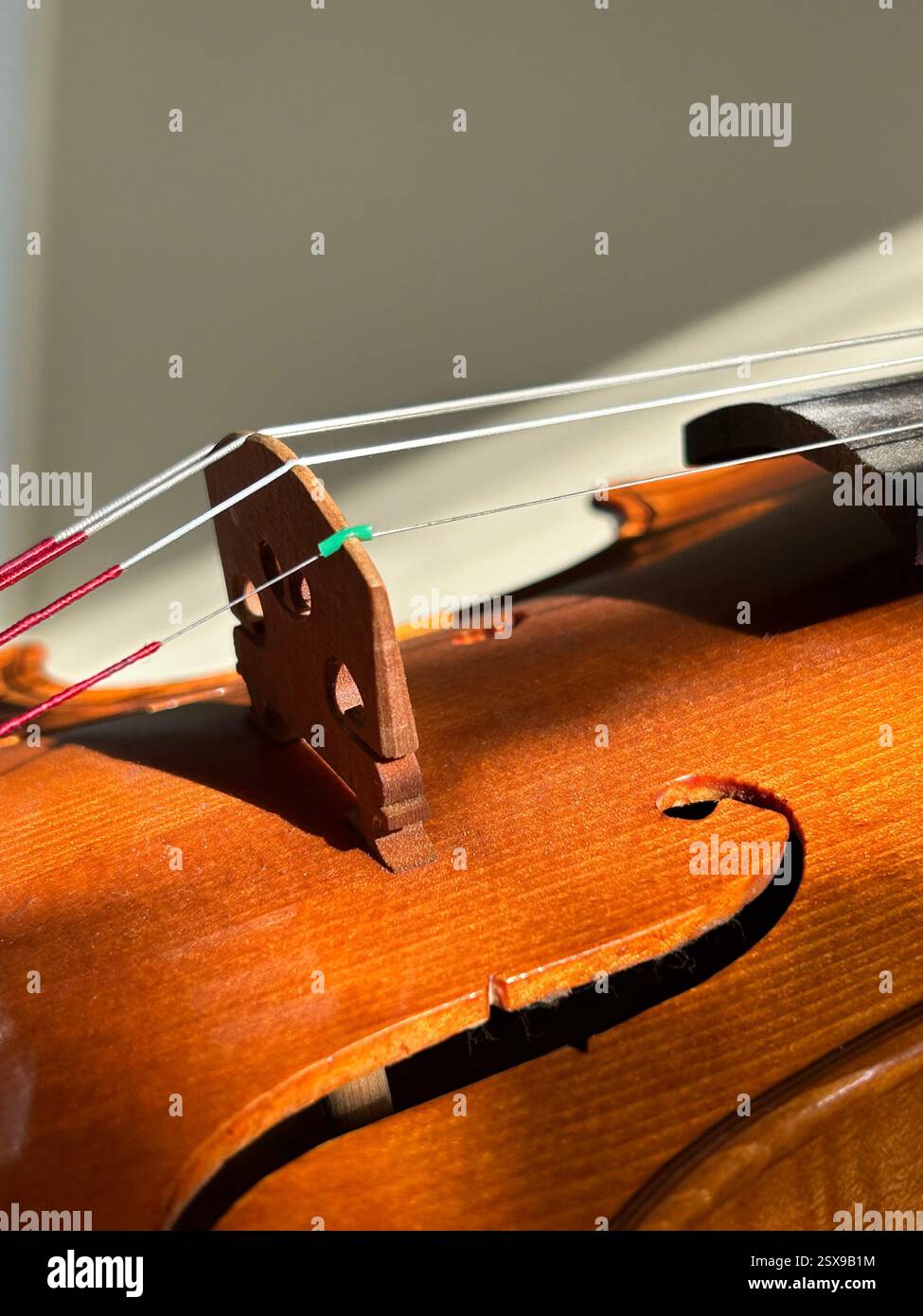 una foto ravvicinata della parte centrale del violino vintage in legno con curve, corde d'argento, portaarchi, legno arancione, arte musicale, performance, arte alla luce del sole Foto Stock